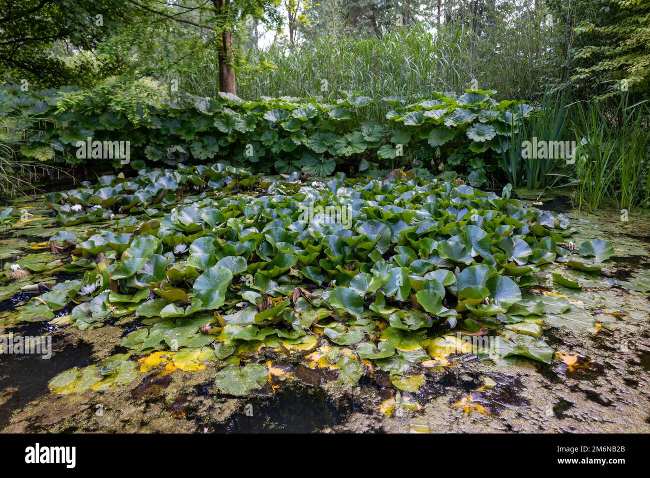 Enlgish verde giardino con acqua libbra e multiple tipo di alberi e piante Foto Stock