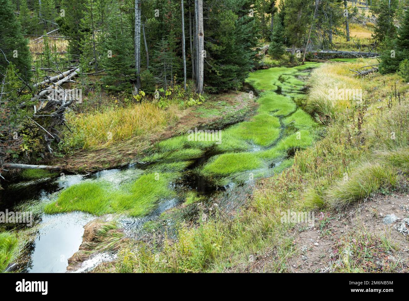 Un verde vibrante crescita in un torrente a Yellowstone Foto Stock
