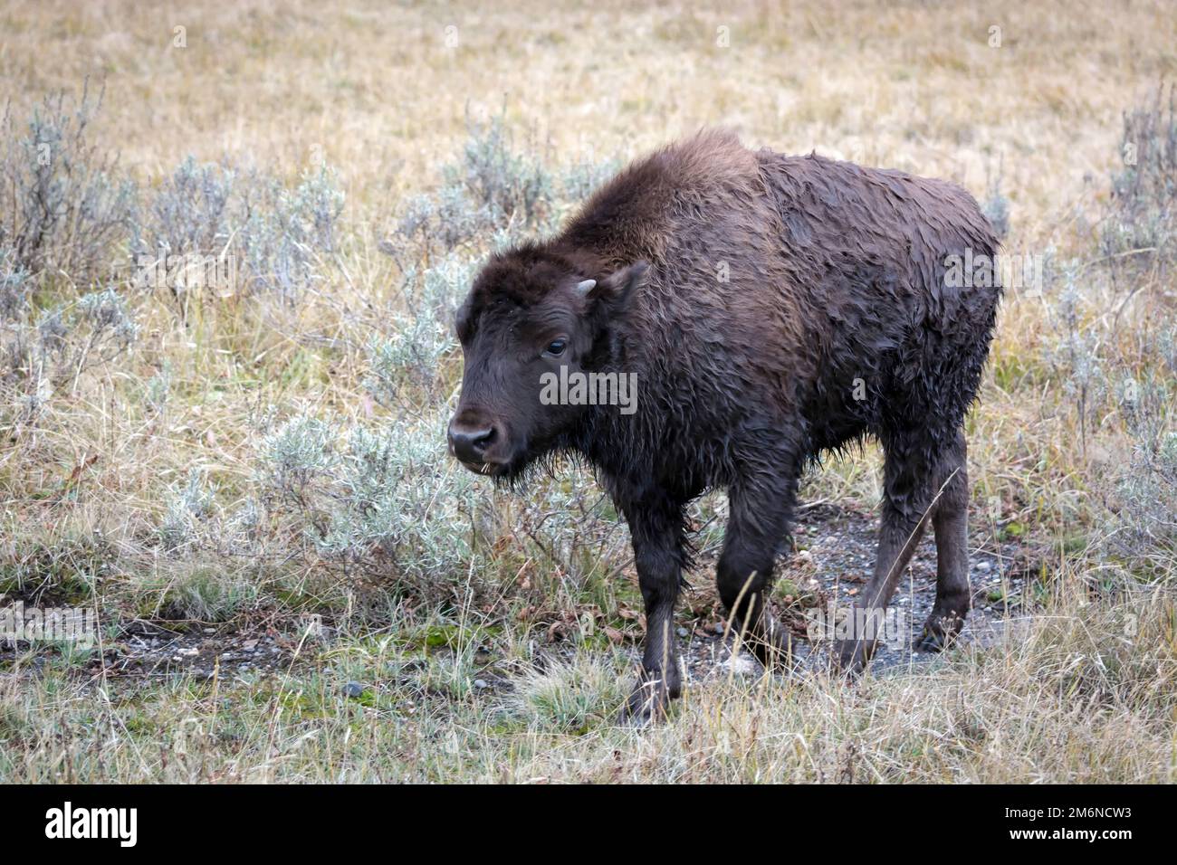 Vitello bisonte americano che si aggirano nel parco nazionale di Yellowstone Foto Stock Vitello bisonte americano che si aggirano nel parco nazionale di Yellowstone Foto Stock