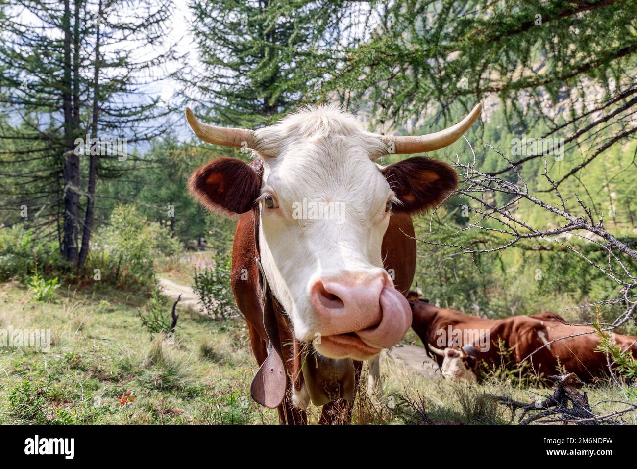 Adorabile mucca color cioccolato guarda direttamente nell'obiettivo della fotocamera e lecca il naso sul prato alpino con altre mucche, sentiero. Valle d'Aosta Foto Stock
