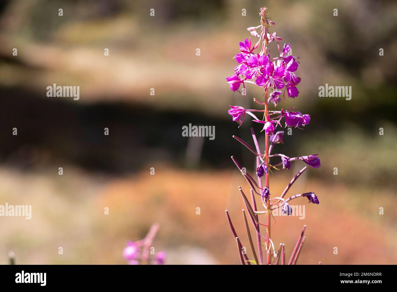 Epilobium angustifolium, fiore rosa Foto Stock