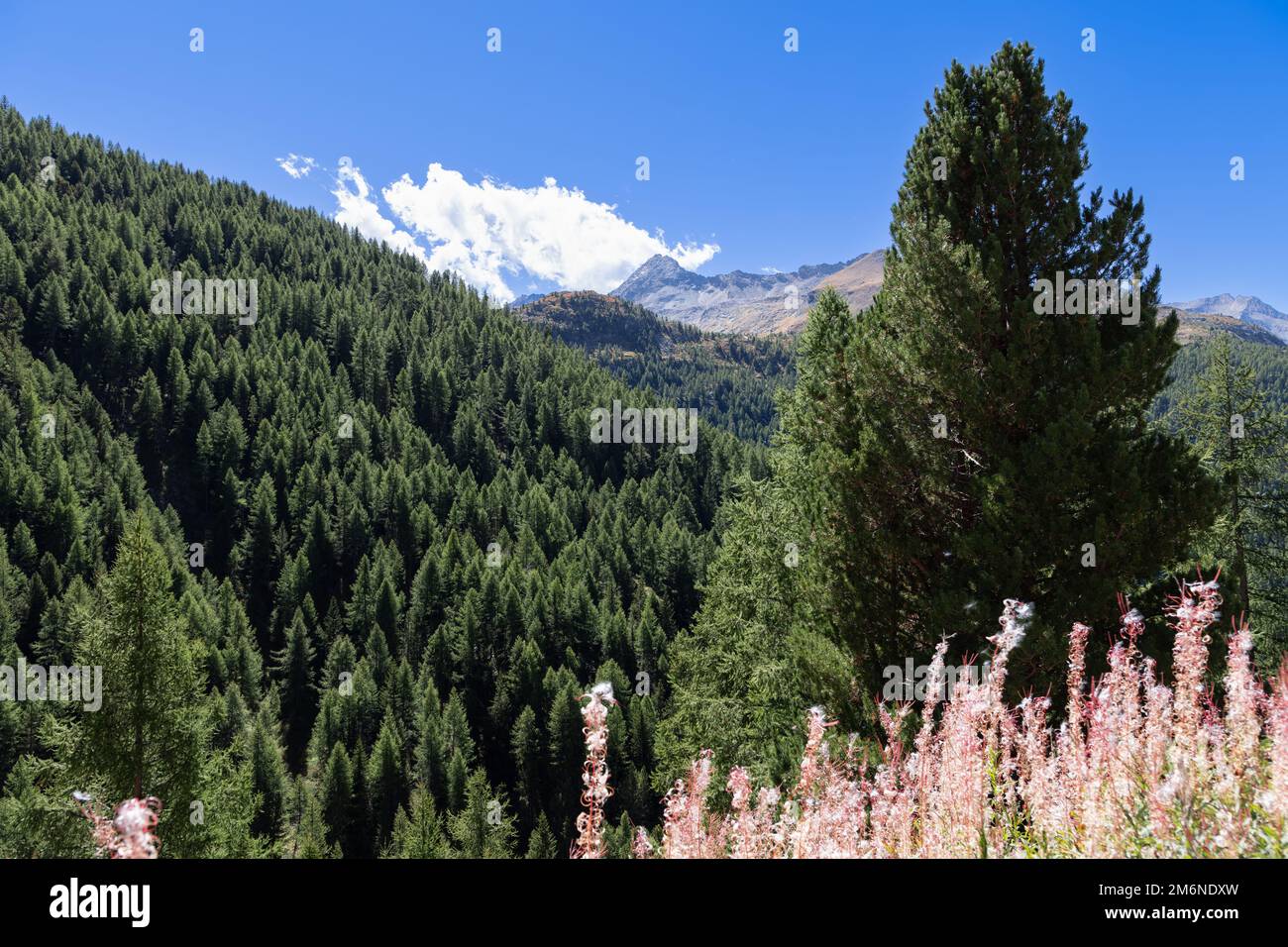 Ripresa panoramica dei pendii montani di abete rosso sempreverdi e densamente coltivati con macchie di soffice erba rosa autunnale nel Parco Nazionale del Gran Paradiso, AOS Foto Stock