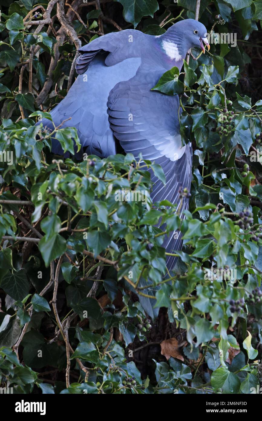 Pigeon di legno (Colomba Enas) stretching putting bacche di Ivy Norfolk UK GB Dicembre 2022 Foto Stock