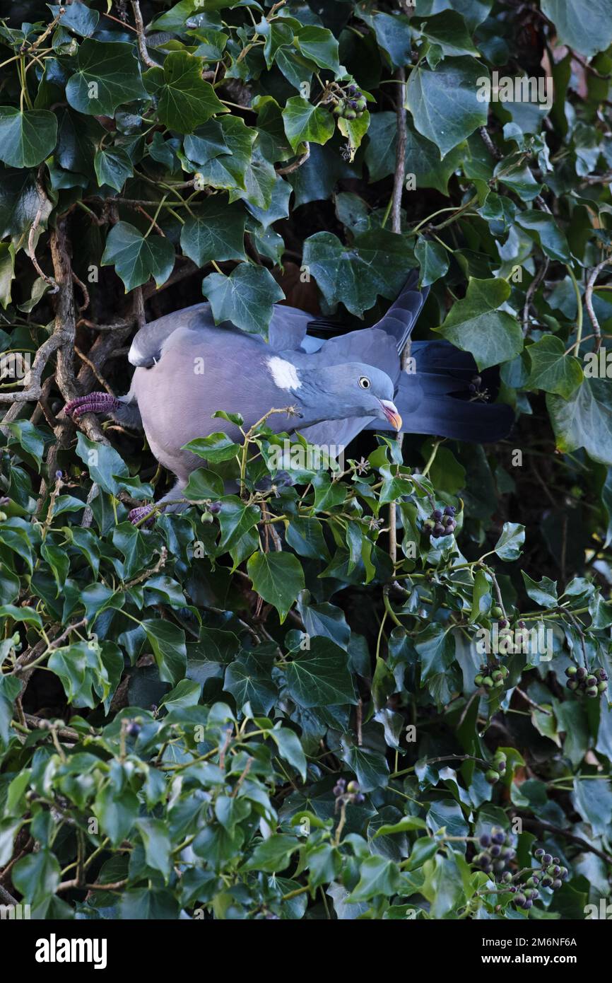 Pigeon di legno (Colomba Enas) stretching putting bacche di Ivy Norfolk UK GB Dicembre 2022 Foto Stock