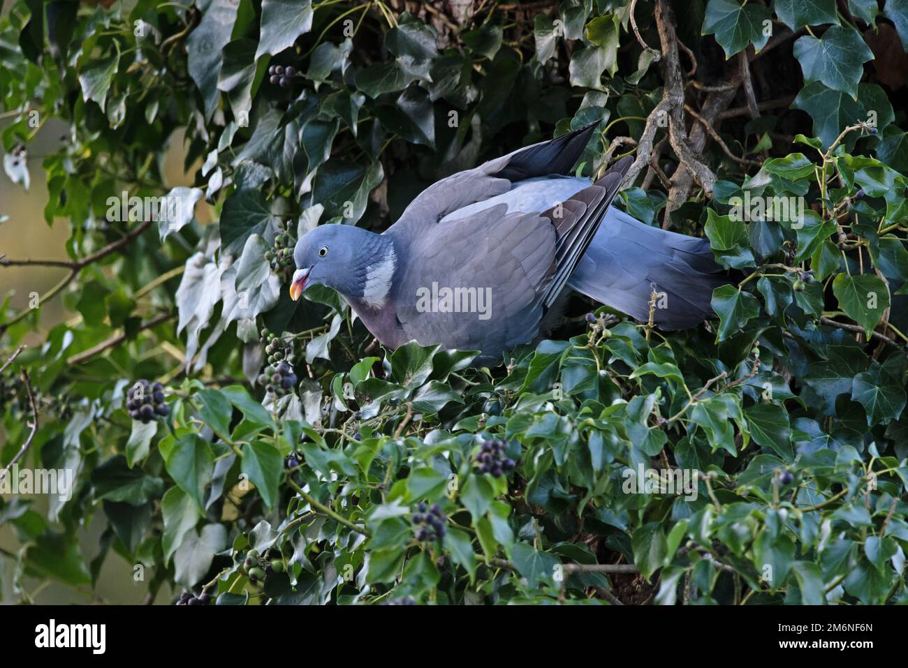 Pigeon di legno (Colomba Enas) stretching putting bacche di Ivy Norfolk UK GB Dicembre 2022 Foto Stock