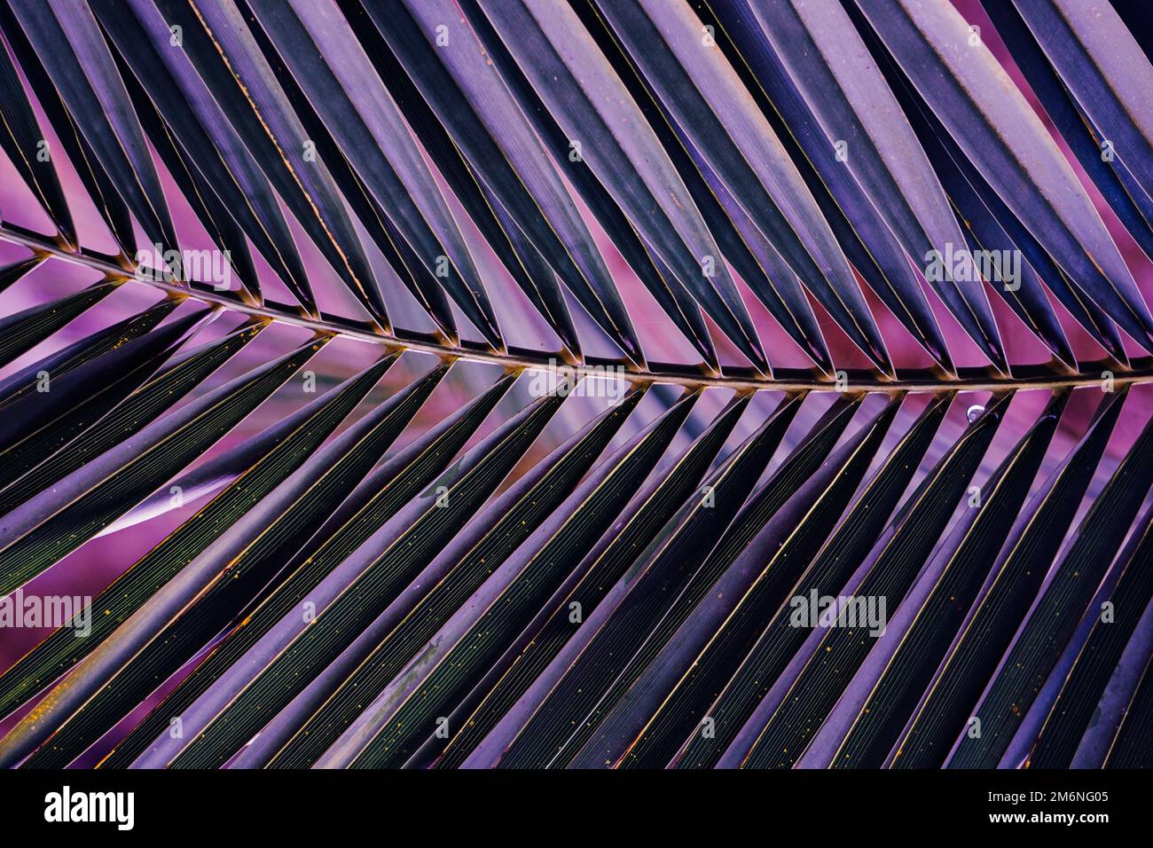 foglie di palma viola, sfondo viola Foto Stock