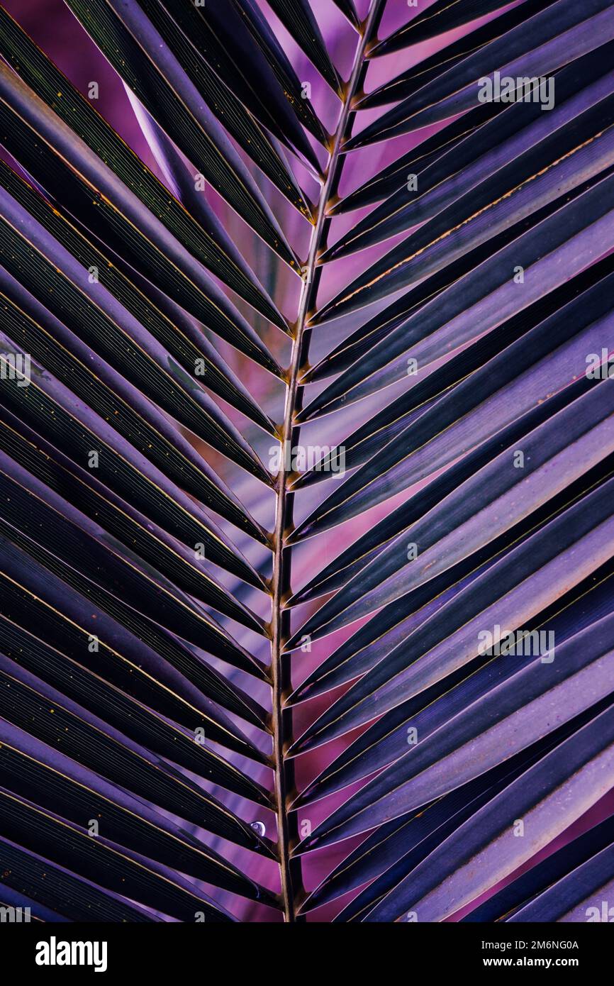 foglie di palma viola, sfondo viola Foto Stock