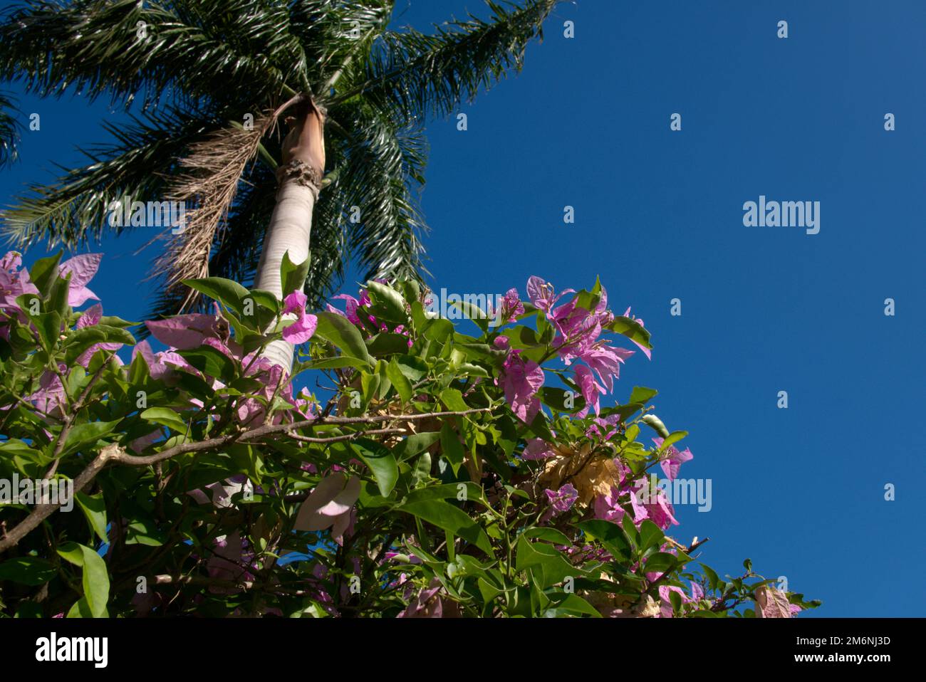 Fiori di palma e fucsia trifilla a la Romana, Repubblica Dominicana Foto Stock