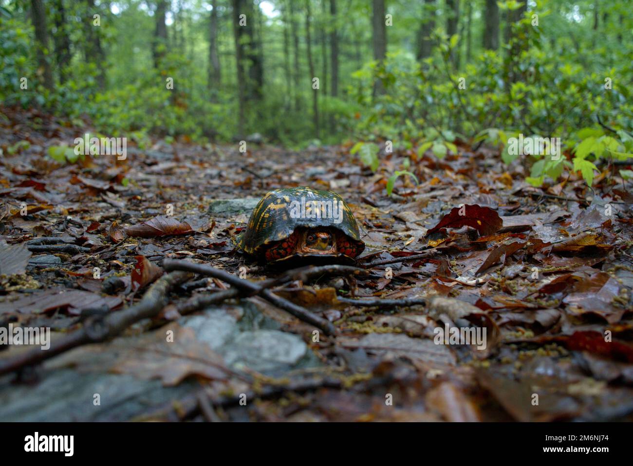 Una tartaruga di scatola fra le foglie di autunno bagnate Foto Stock