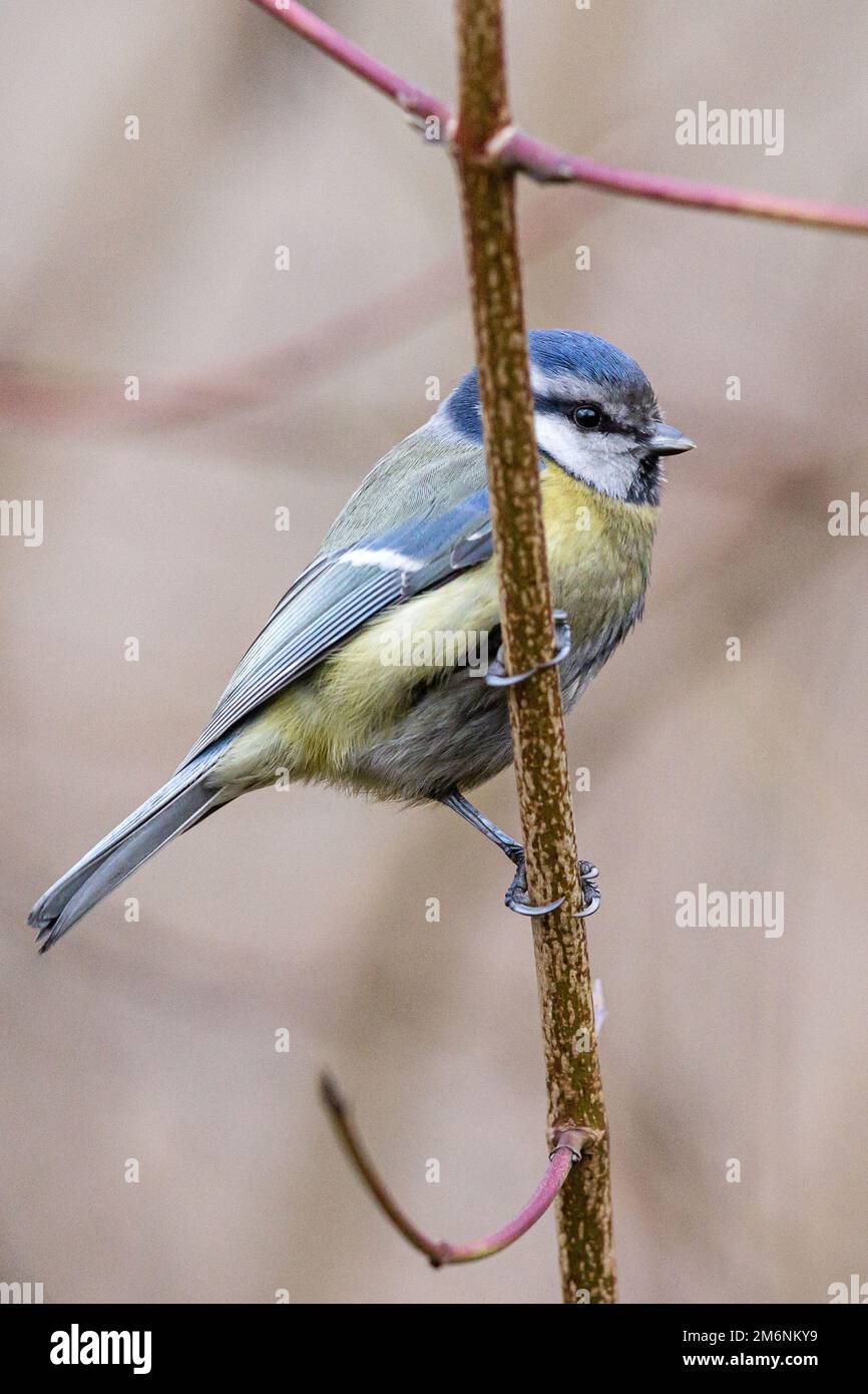 Erfurt, Germania. 05th Jan, 2023. Un titmouse siede su un ramo. Dal 6 al 8 gennaio 2023, l'Unione tedesca per la conservazione della natura e della biodiversità (NABU) chiede alle persone di trascorrere un'ora osservando gli uccelli invernali e riportando il loro numero durante una campagna nazionale di conteggio degli uccelli. Credit: Michael Reichel/dpa/Alamy Live News Foto Stock