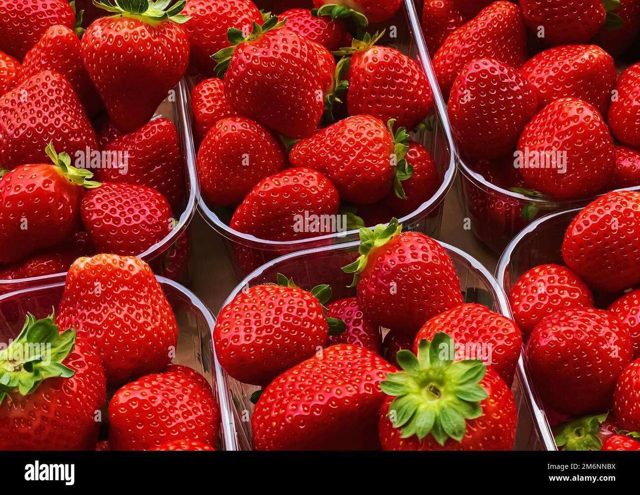 Fragole confezionate in scatola, dolce matura perfetta raccolta di fragole, giardino biologico e agricoltura Foto Stock