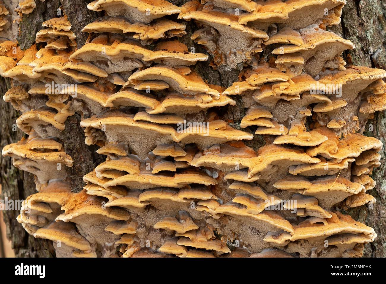 Gruppo di funghi su un tronco di albero in una foresta Foto Stock
