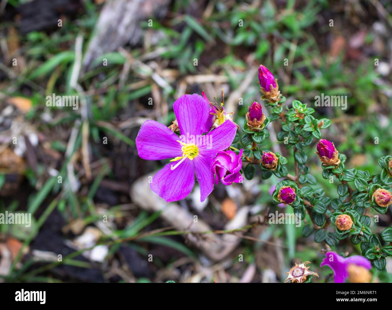 Osbeckia octandra fiore, horton pianure, sri lanka, Heen Bovitiya che è tradizionalmente noto per sostenere la funzione epatica sana e l'eliminazione tossica, Foto Stock