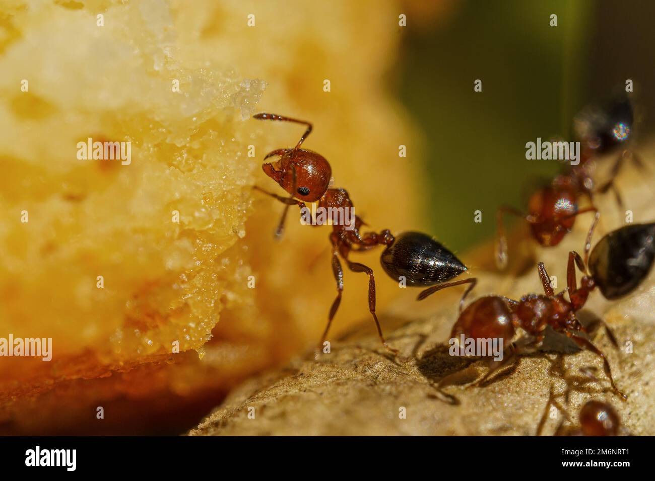 Macrofo di formiche nella foresta. Immagine con messa a fuoco selettiva. Vista ravvicinata. Foto Stock