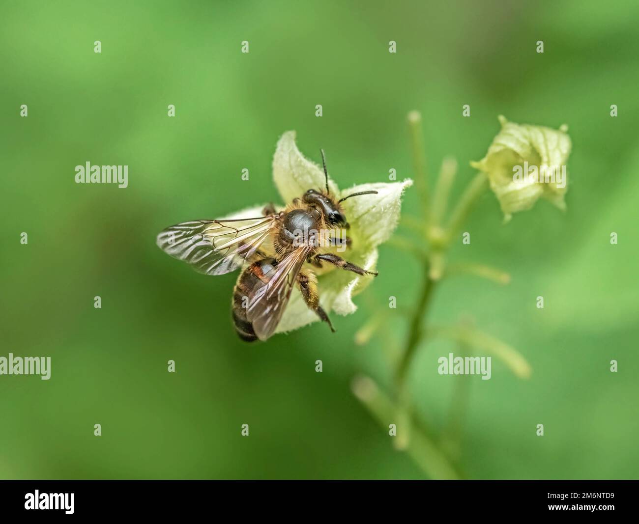 Fence barbabietola da sabbia 'Andrena florea'. Foto Stock