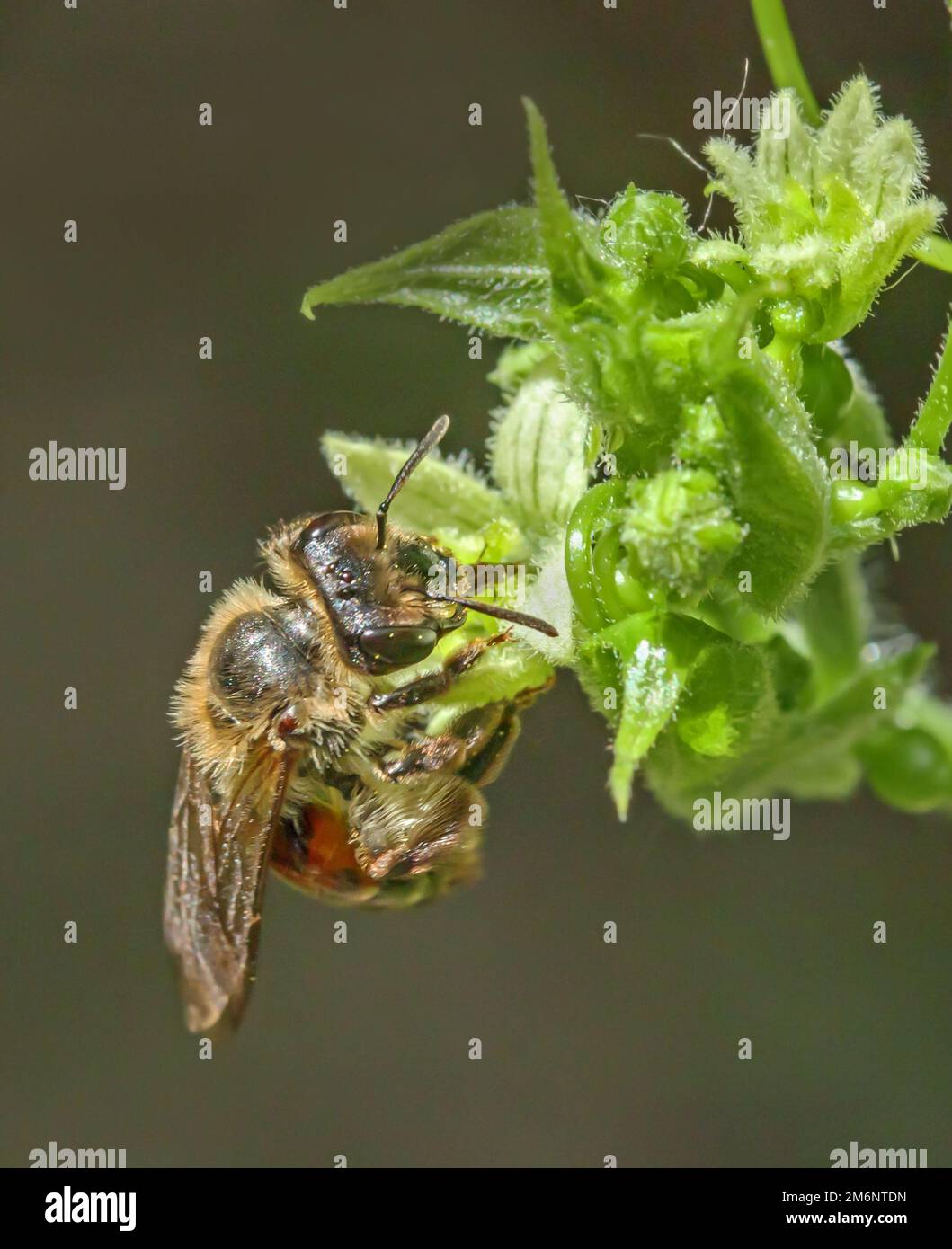 Fence barbabietola da sabbia 'Andrena florea'. Foto Stock
