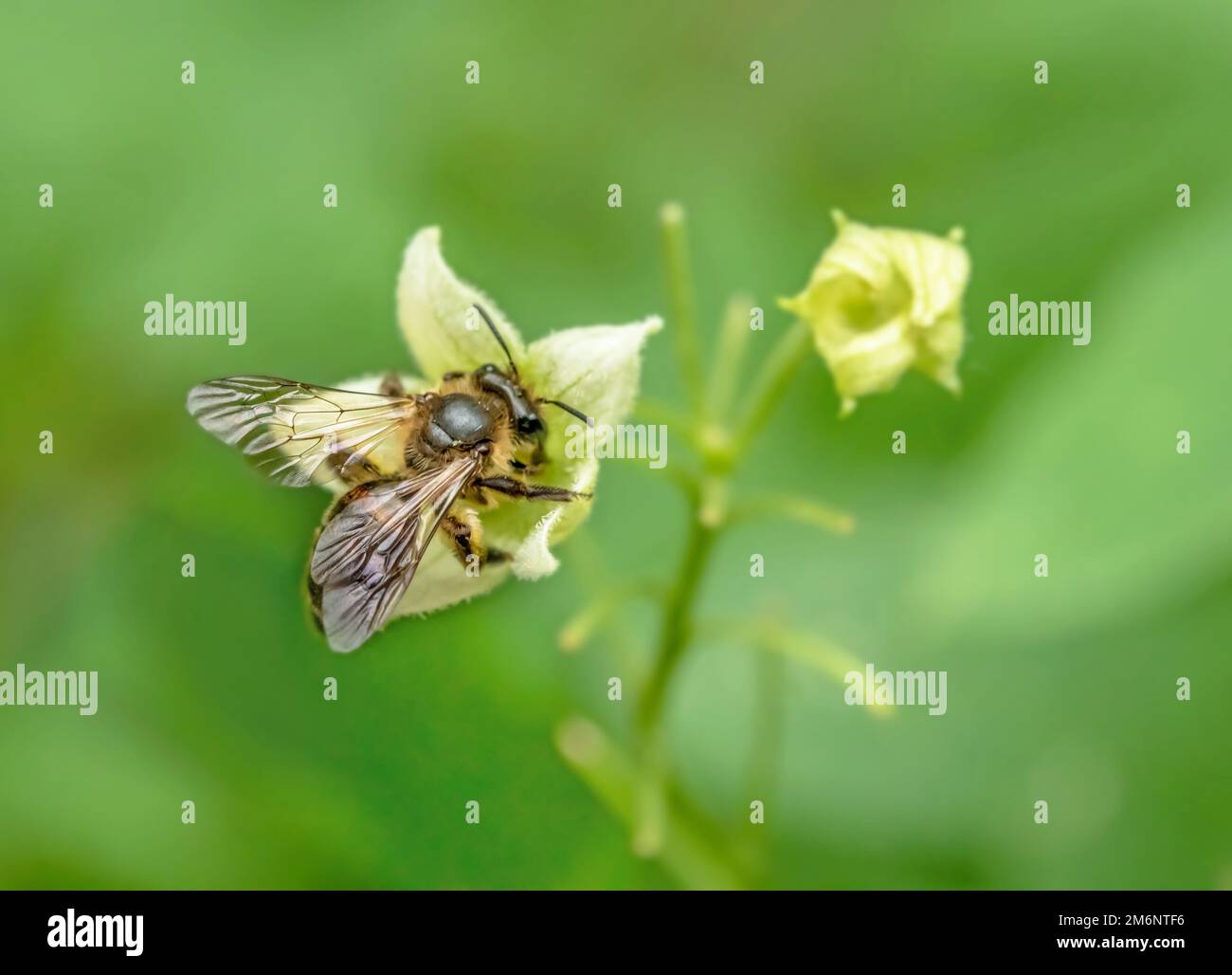 Fence barbabietola da sabbia 'Andrena florea'. Foto Stock
