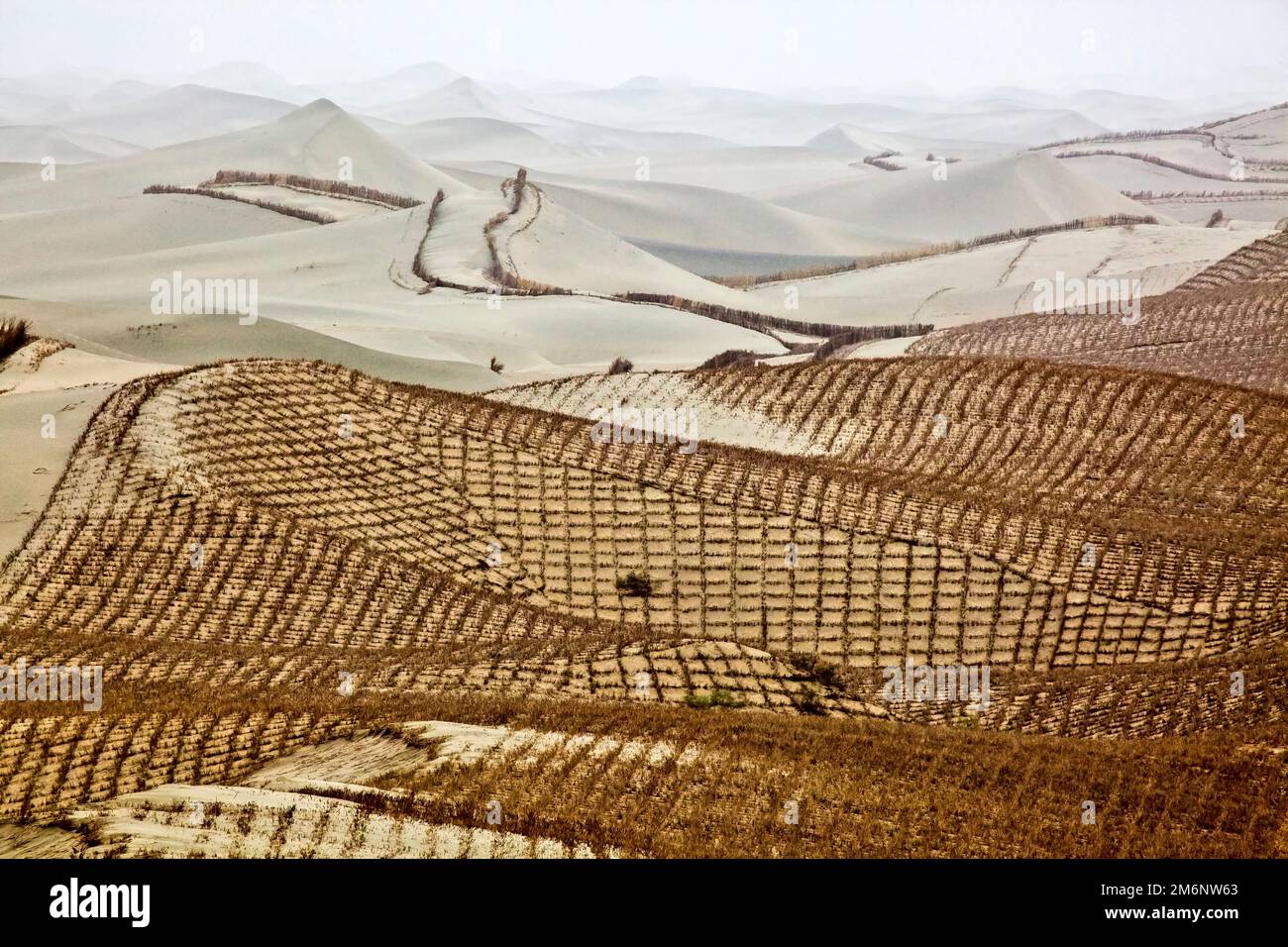 Paglia piantata per evitare che le sabbie del deserto di Taklamakan si spostino su strade e aree residenziali. Bacino di Tim. Regione autonoma dello Xinjiang (Sinkiang) Foto Stock