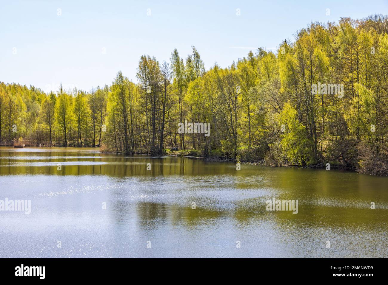 Lakeshore con lussureggiante foresta verde in primavera Foto Stock