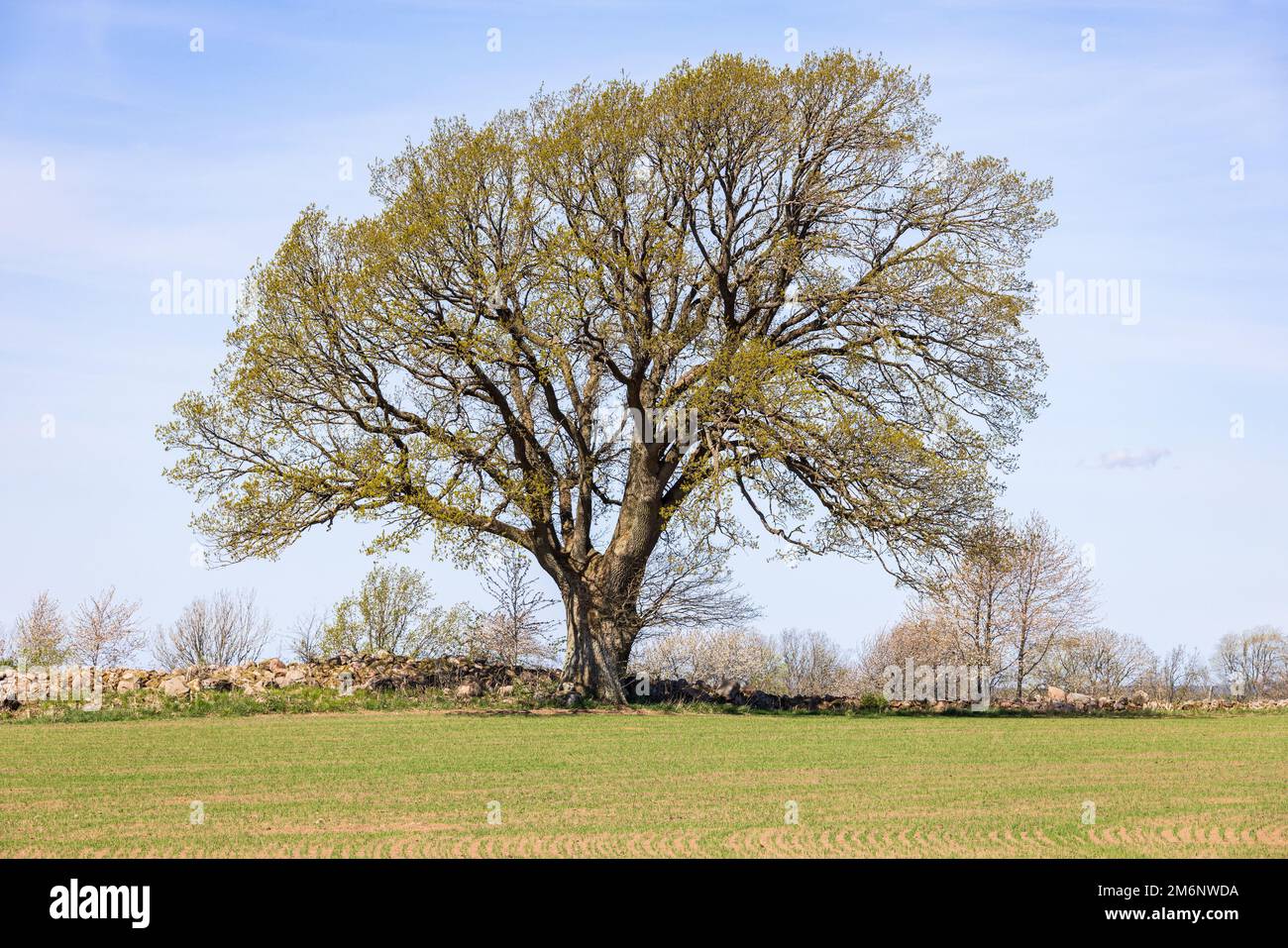 Albero singolo in un campo appena seminato in primavera Foto Stock