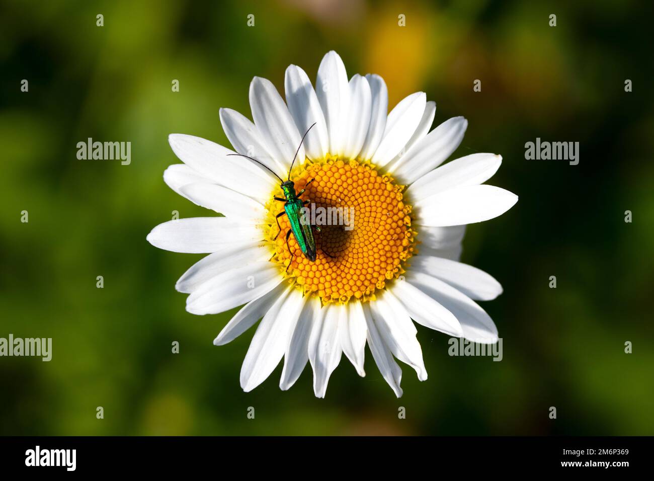 Insetto Oedemera nobilis su fiore daisy Foto Stock