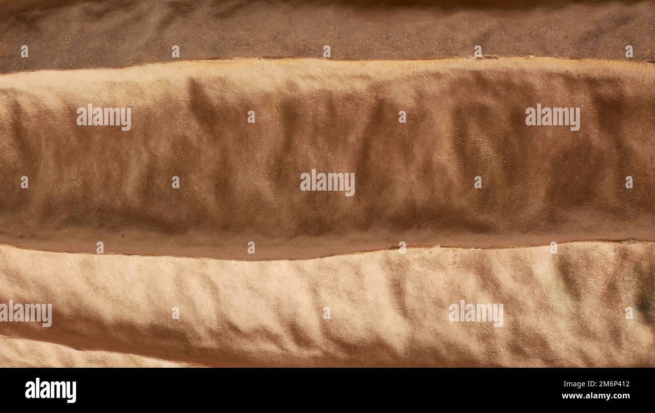 primo piano macro vista di luffa secco, noto anche come zucca rigata o okra cinese, texture di fondo della pelle vegetale, full frame Foto Stock