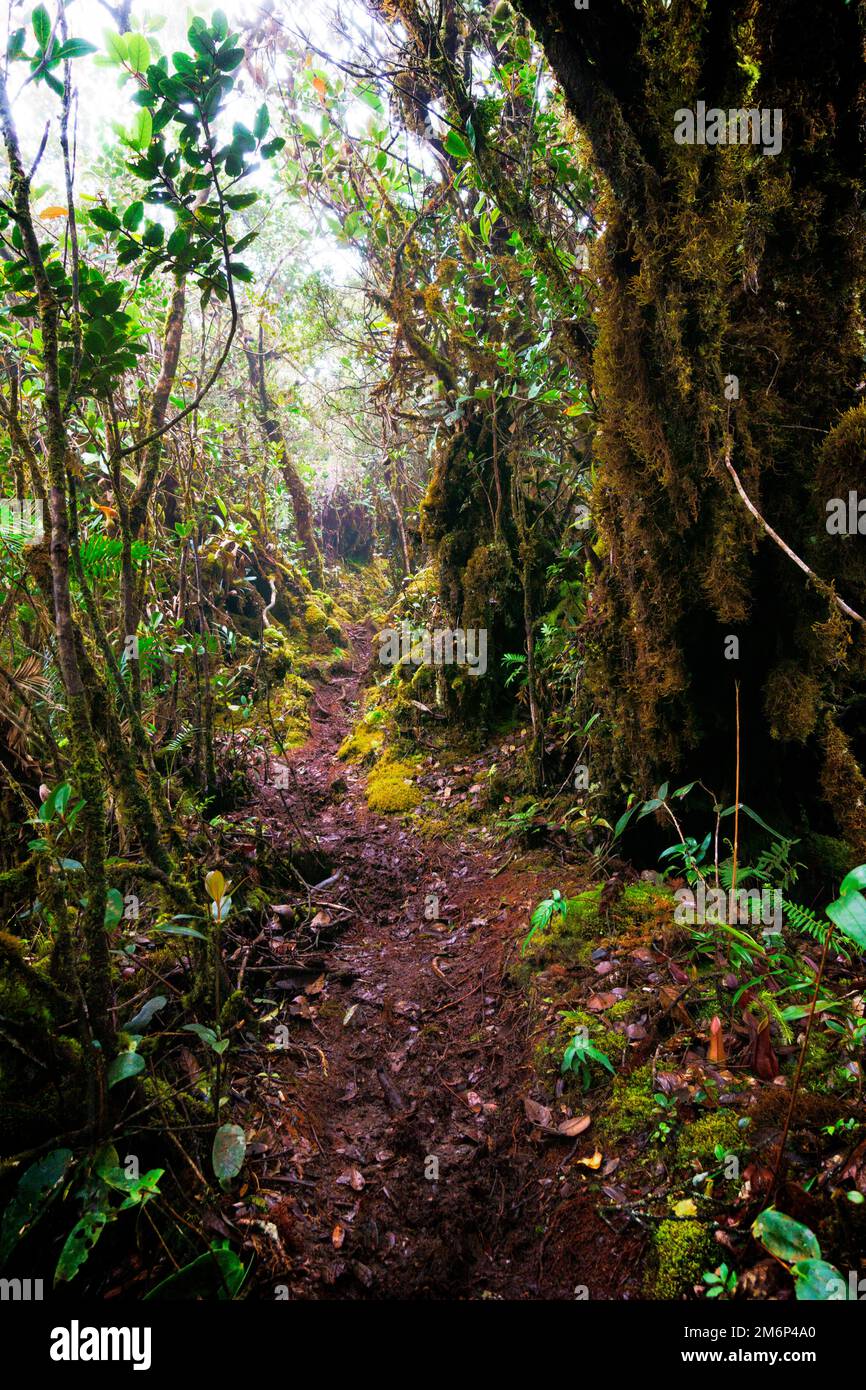 Sentiero per il Monte Kaingaran Foto Stock