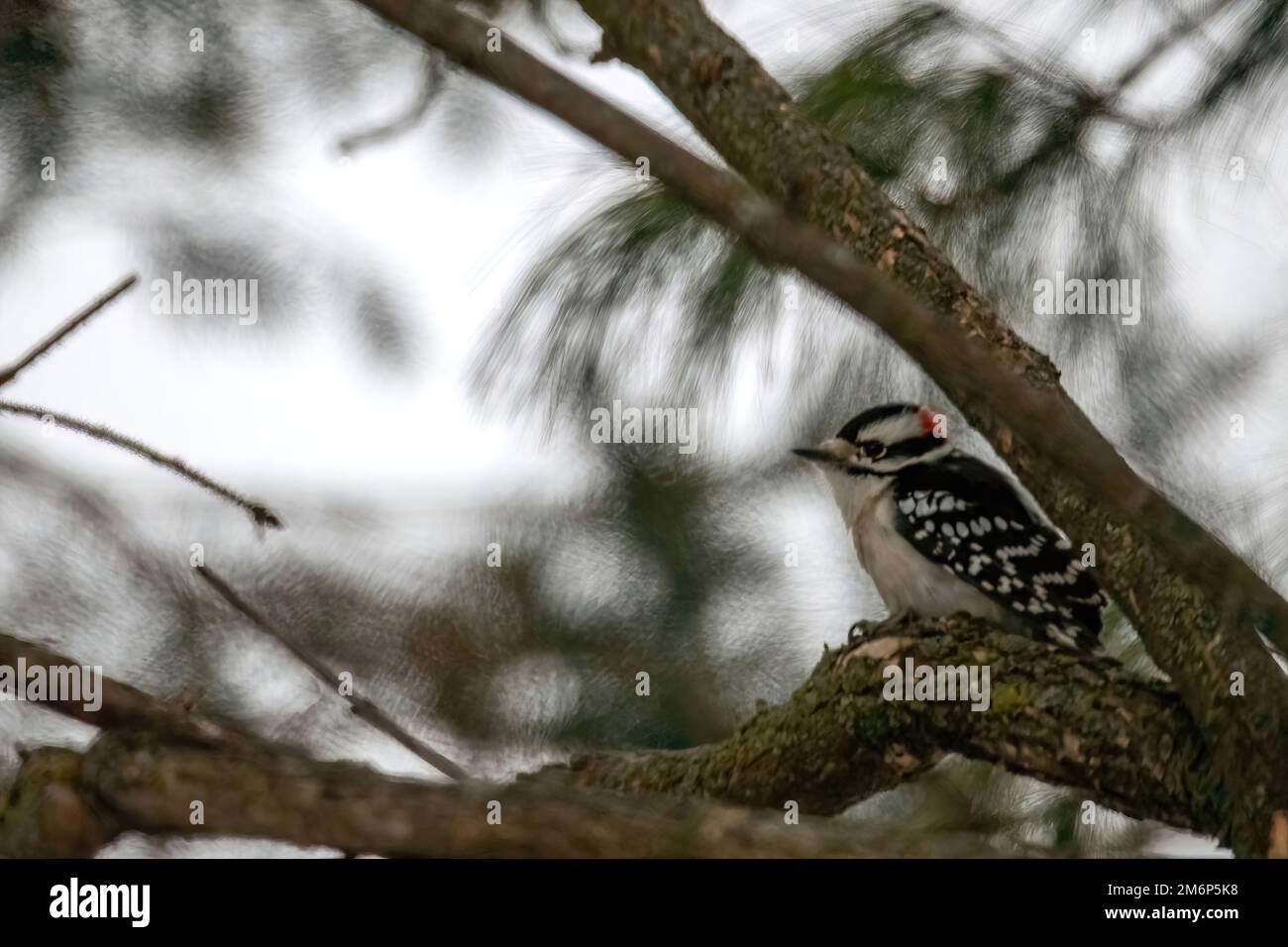 Un piccolo picchio rovinoso arroccato su un ramo dell'albero in una giornata invernale a Taylors Falls, Minnesota USA. Foto Stock