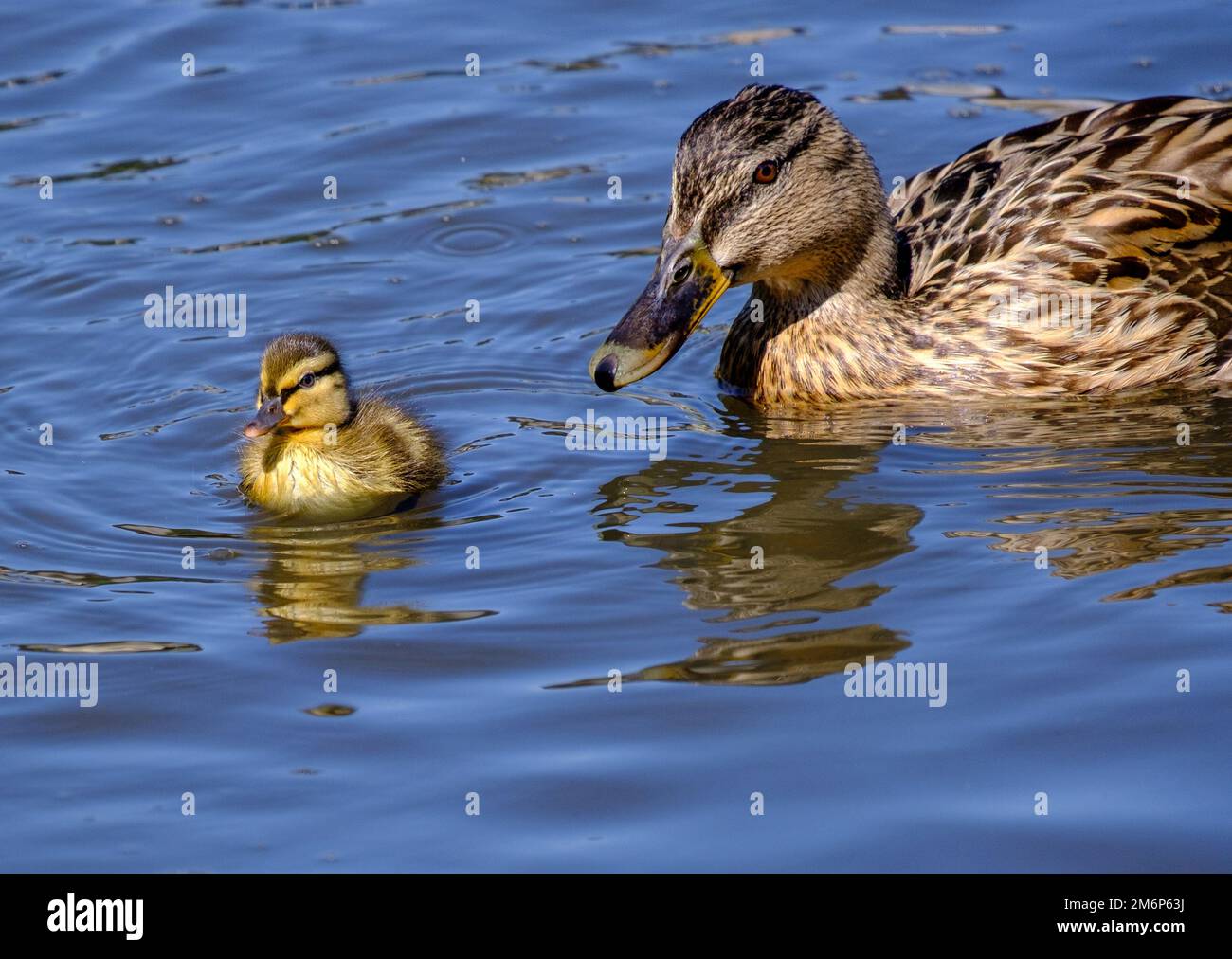 Primo piano di Mother Duck guardando sopra anatroccolo in acqua in una giornata di primavera. Foto Stock