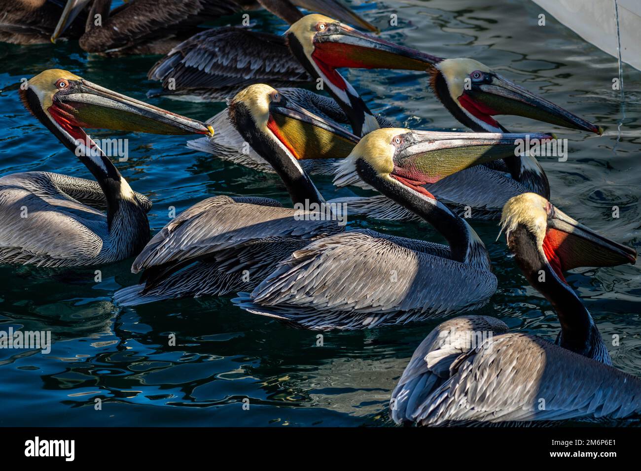 Un gruppo di Pelicans a Puerto Penasco, Messico Foto Stock