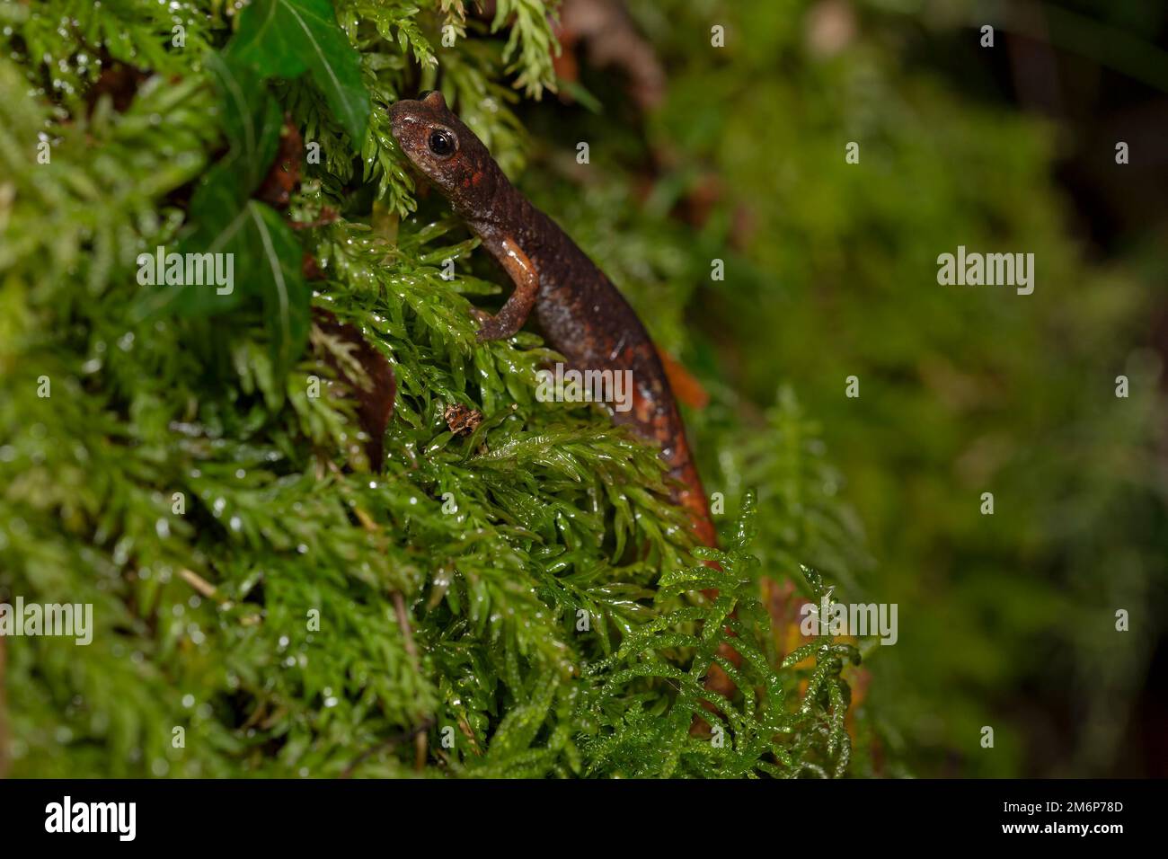 Grotta Italiana Salamander (Speleomantes italicus) - geotritone italiano Foto Stock