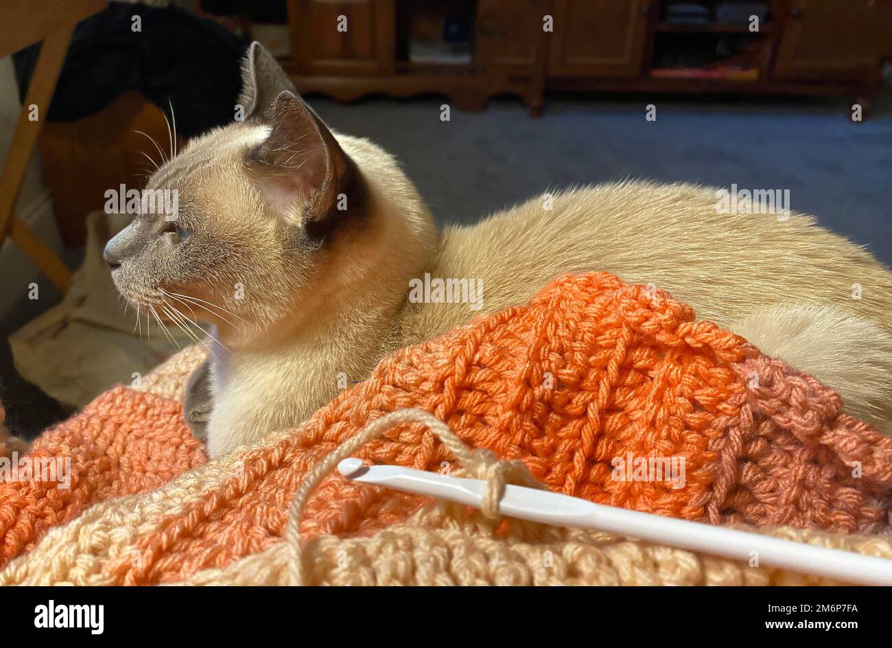 Tonkinese gatto in mezzo crocheting, filato, uncino, accogliente, pura razza, Felino, animale, animale, vista laterale, PR Foto Stock