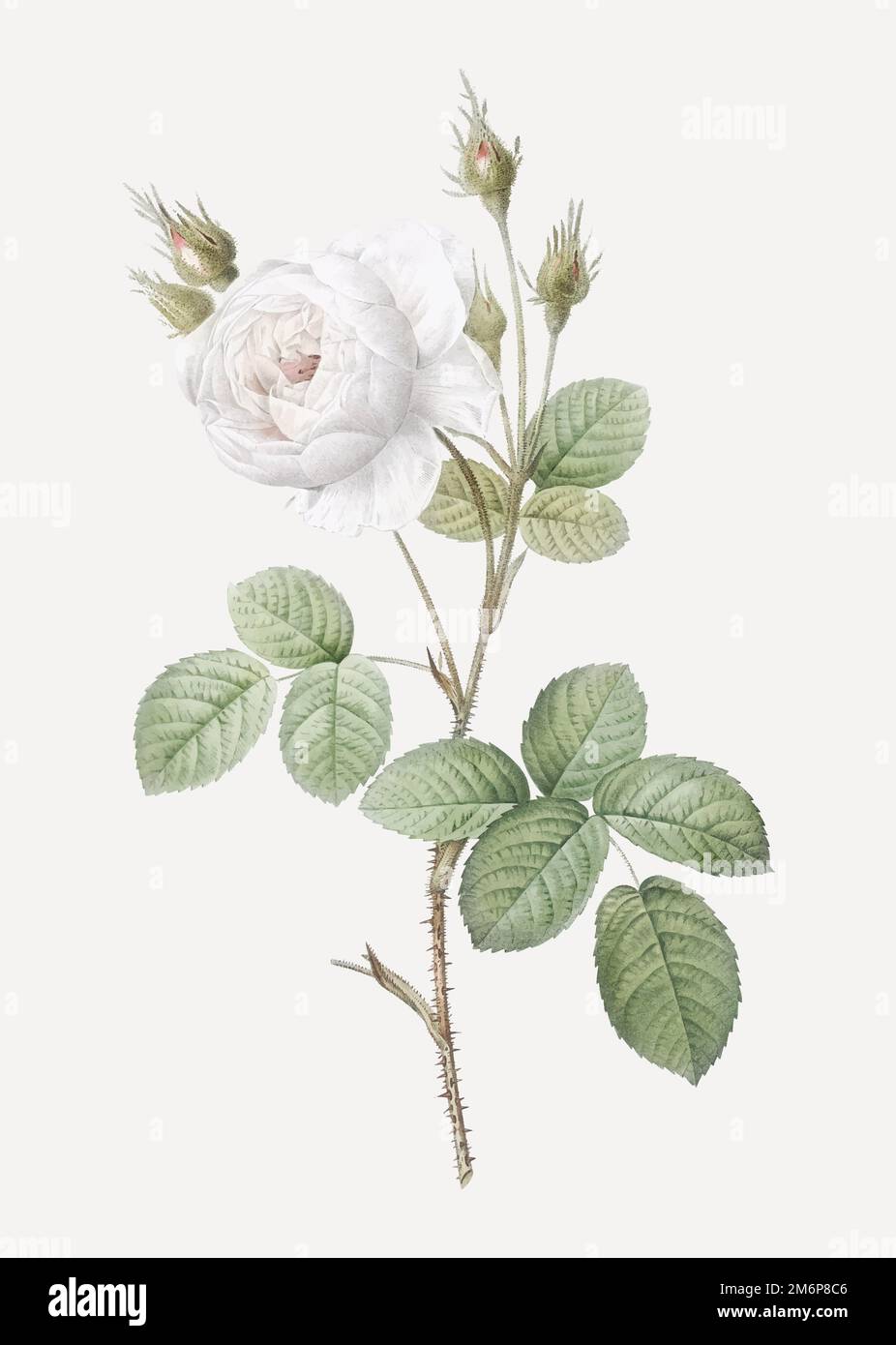 Illustrazione della rosa di muschio in fiore d'epoca Illustrazione Vettoriale