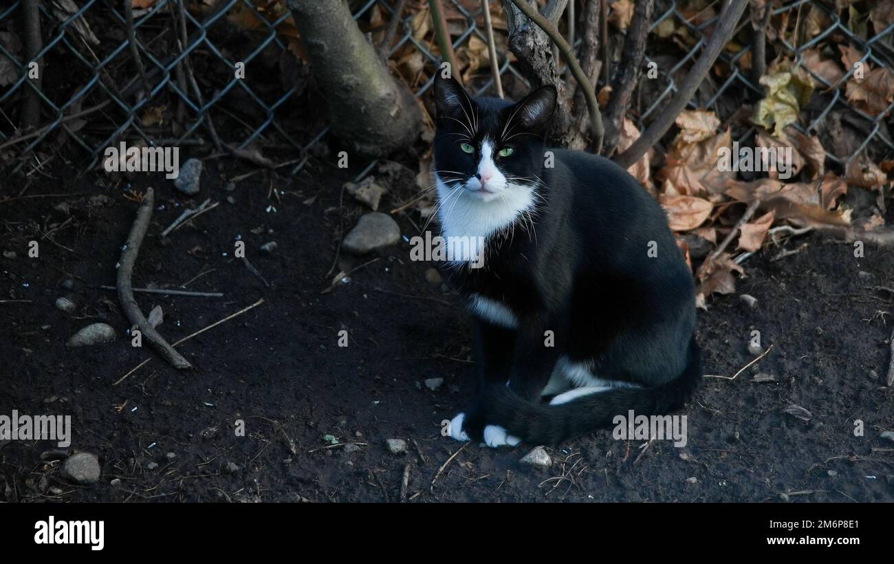 Gatto di colore bianco e nero che guarda la fotocamera Foto Stock