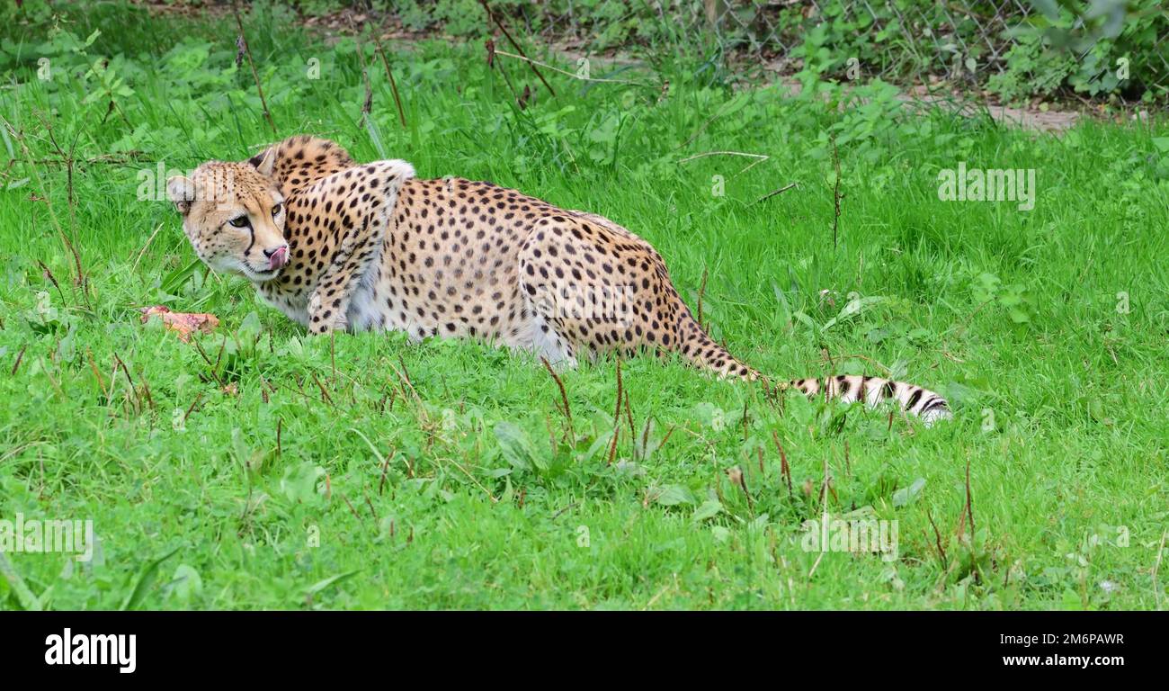 Un ghepardo maschio con cibo allo Zoo di Dartmoor, Devon. Foto Stock