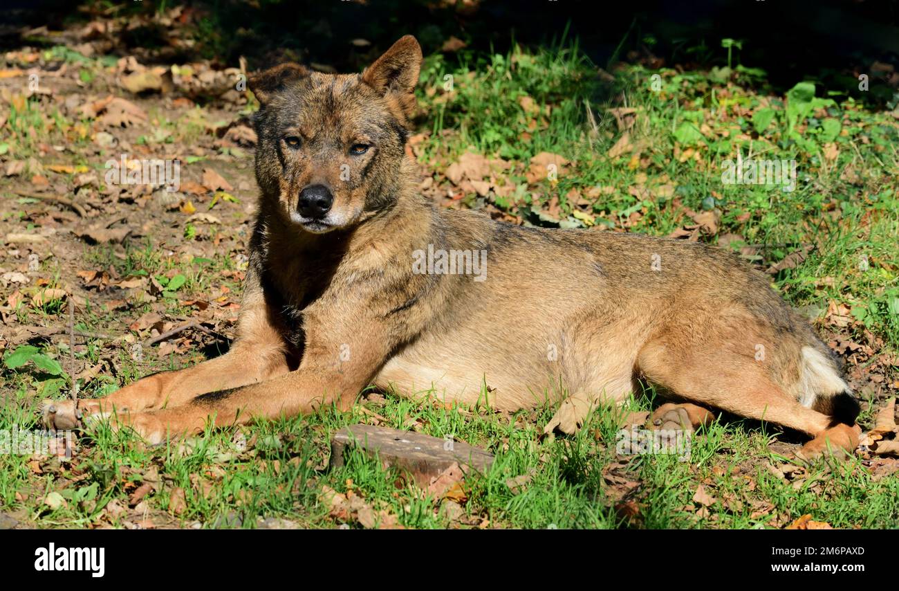 Un lupo iberico maschio allo Zoo di Dartmoor, Devon. Foto Stock