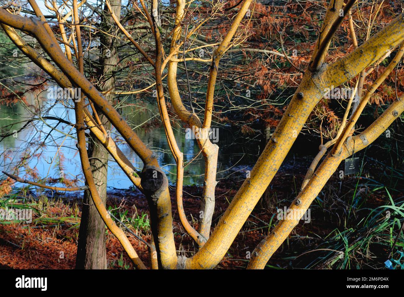 Particolare dei rami colorati di Acer oro invernale, rufinerve Foto Stock