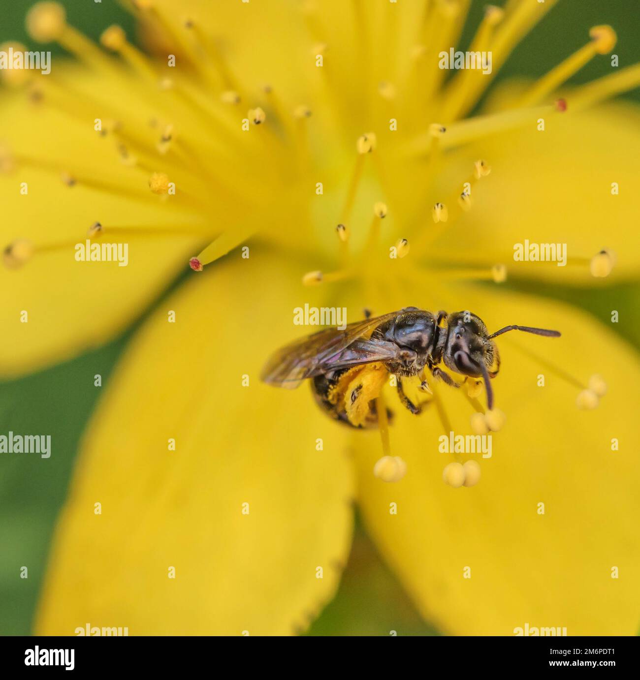 L'ape del solco minuscola 'Lasioglossum pauxillum' su St L'erba di Giovanni Foto Stock