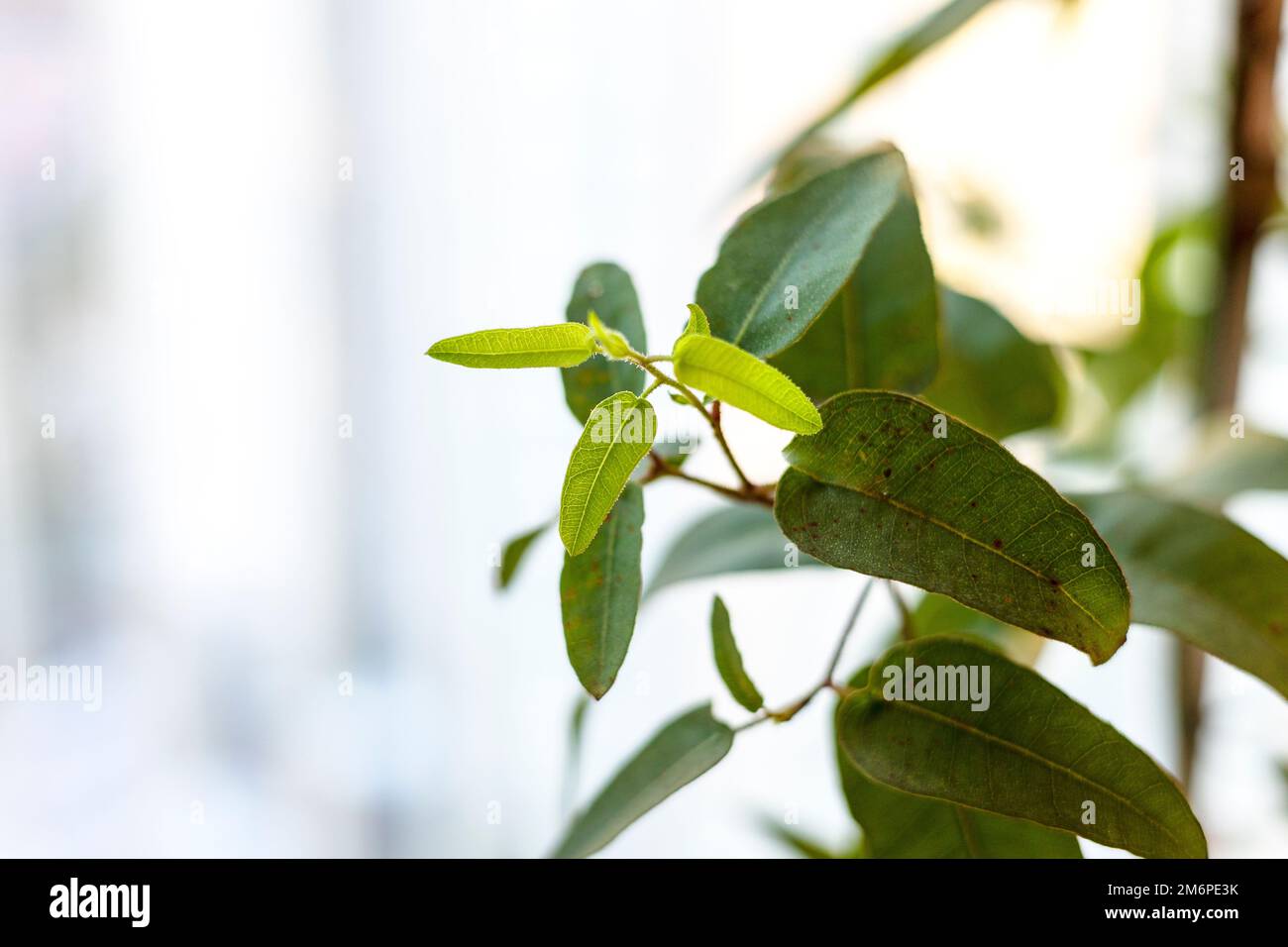 Foglie verdi fresche appaiono sulle piante Foto Stock