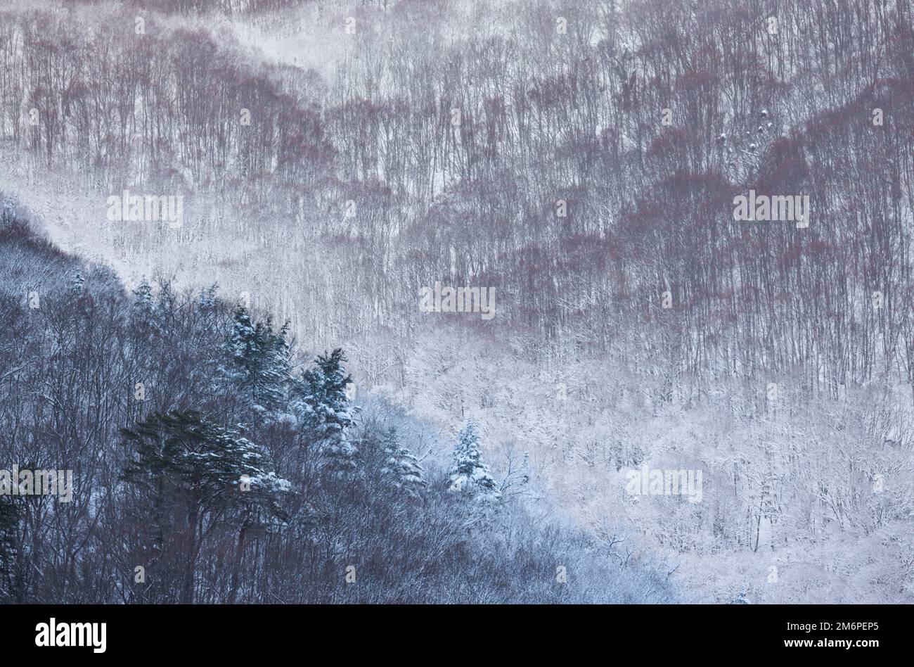 Alberi innevati in montagna in inverno Foto Stock
