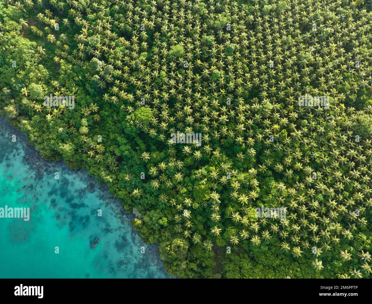 Un'estesa piantagione di palme da cocco si trova nelle Isole Salomone. Questo paese esporta grandi quantità di copra, il nocciolo secco della noce di cocco. Foto Stock