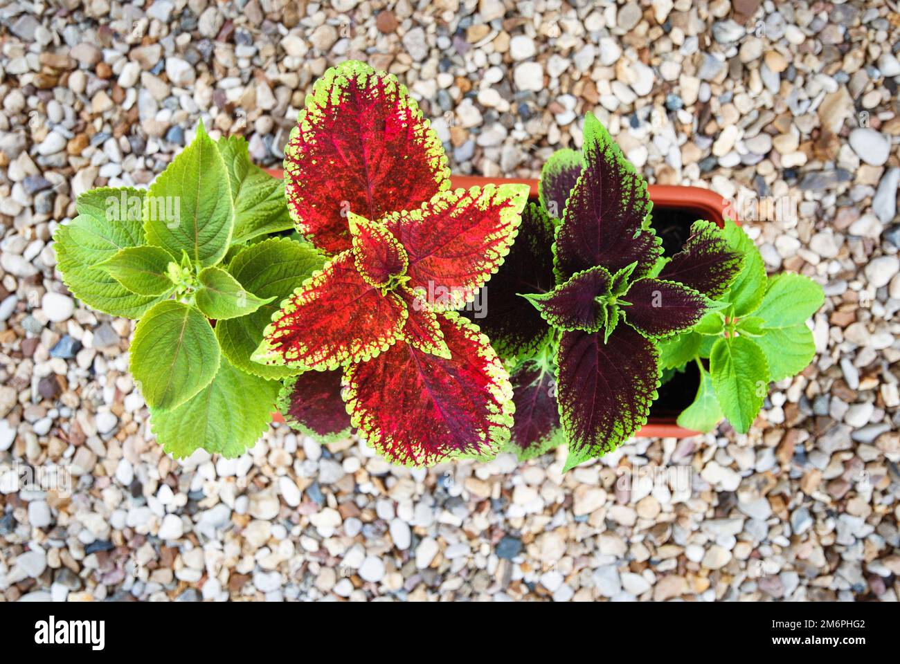 Impianti Coleus in piantatrice, vista dall'alto Foto Stock