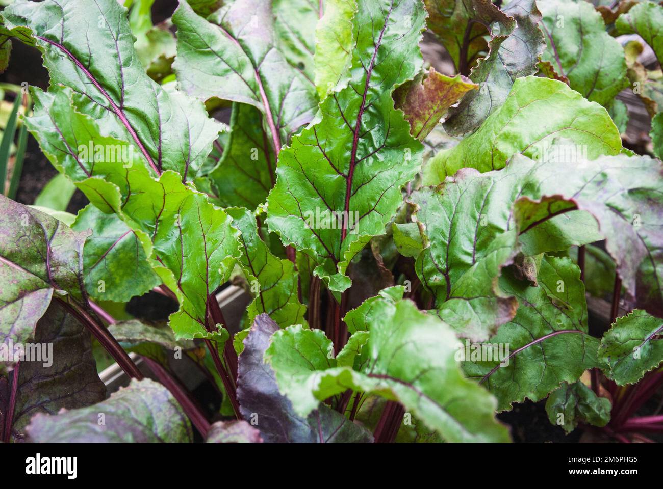I verdi di barbabietola coltivati nel letto del giardino Foto Stock