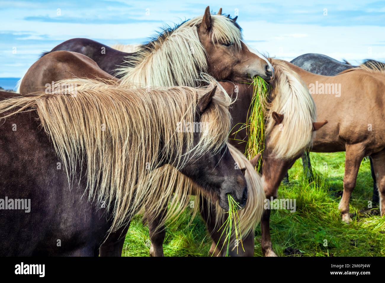 I cavalli con manine e code leggere Foto Stock