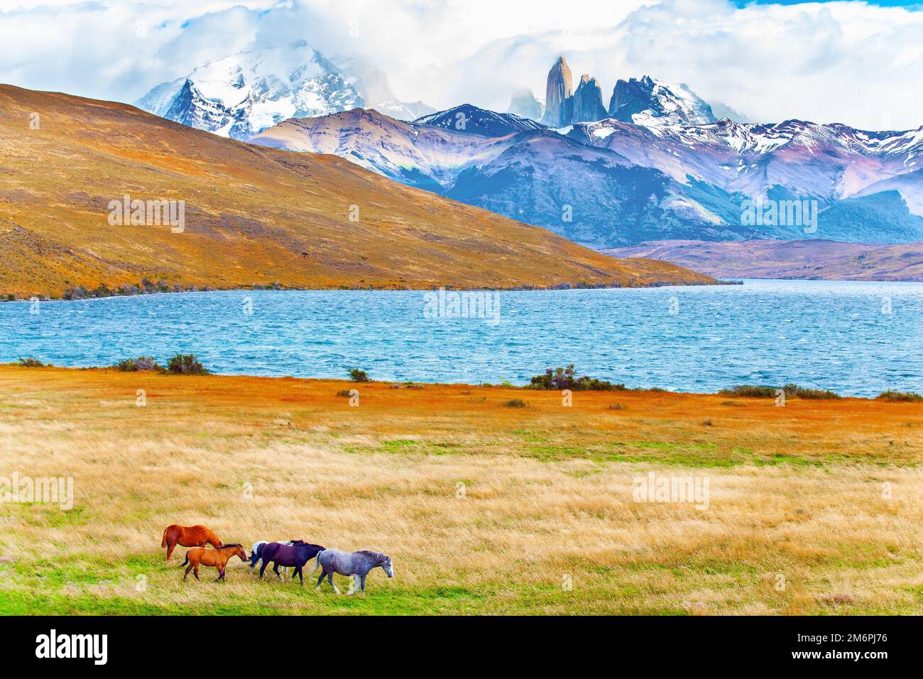 I cavalli selvaggi pascolano sull'erba Foto Stock