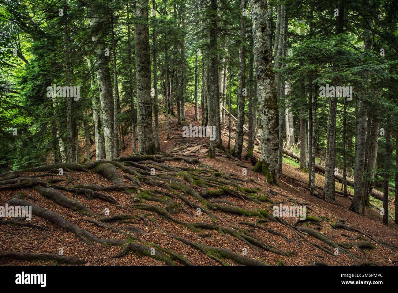 Radici intrecciate di alberi nella foresta di montagna Foto Stock