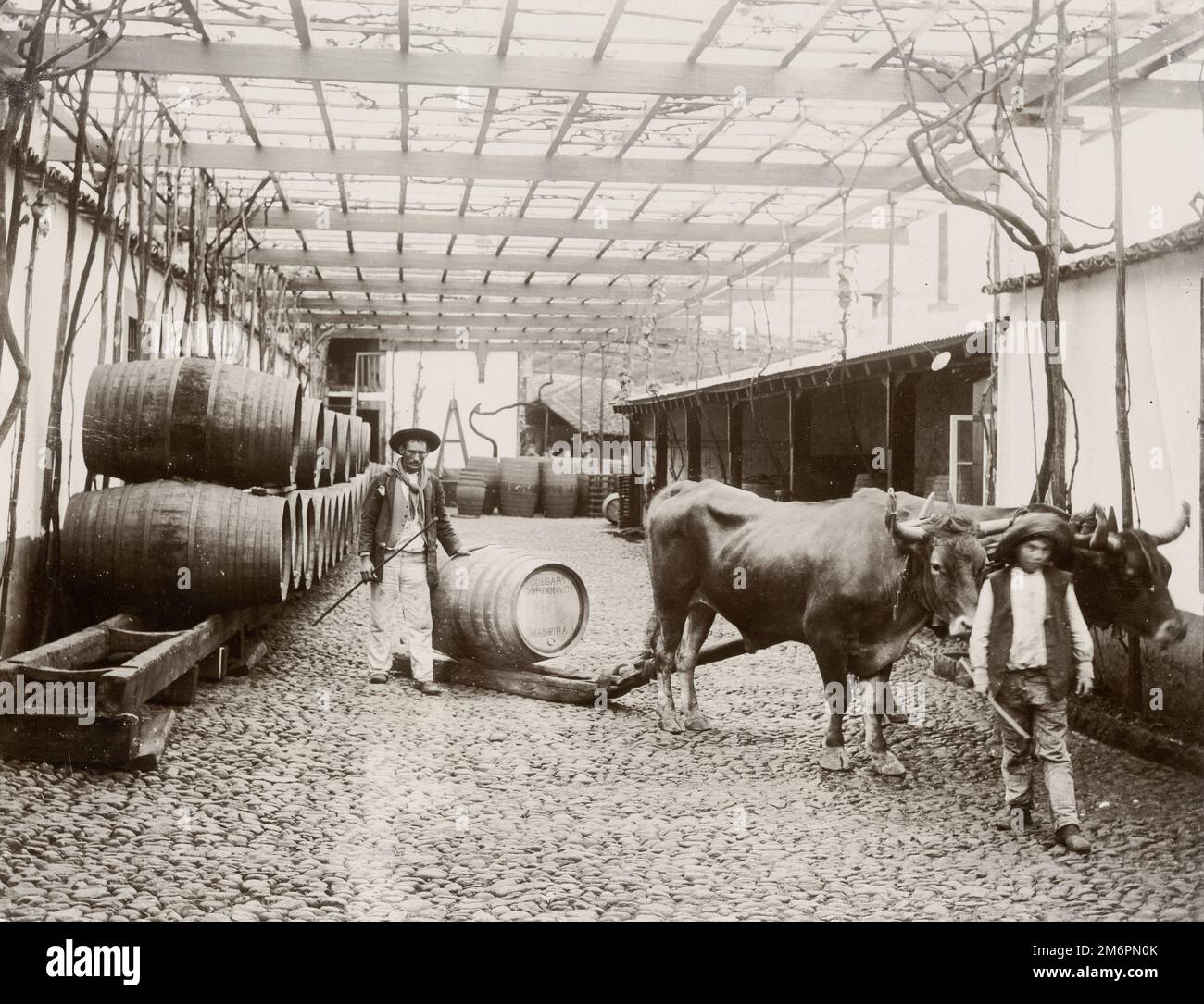 Tirare botti di vino, slitta bullock, Madeira, Portogallo Foto Stock