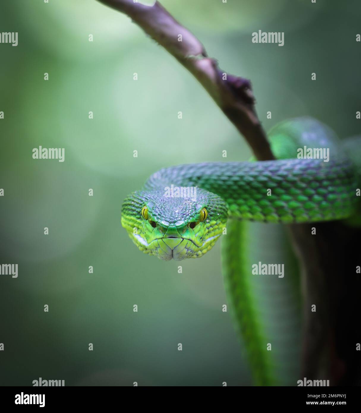 Faccia a faccia con la bella vipera verde (Trimeresurus albolabris). Foto Stock