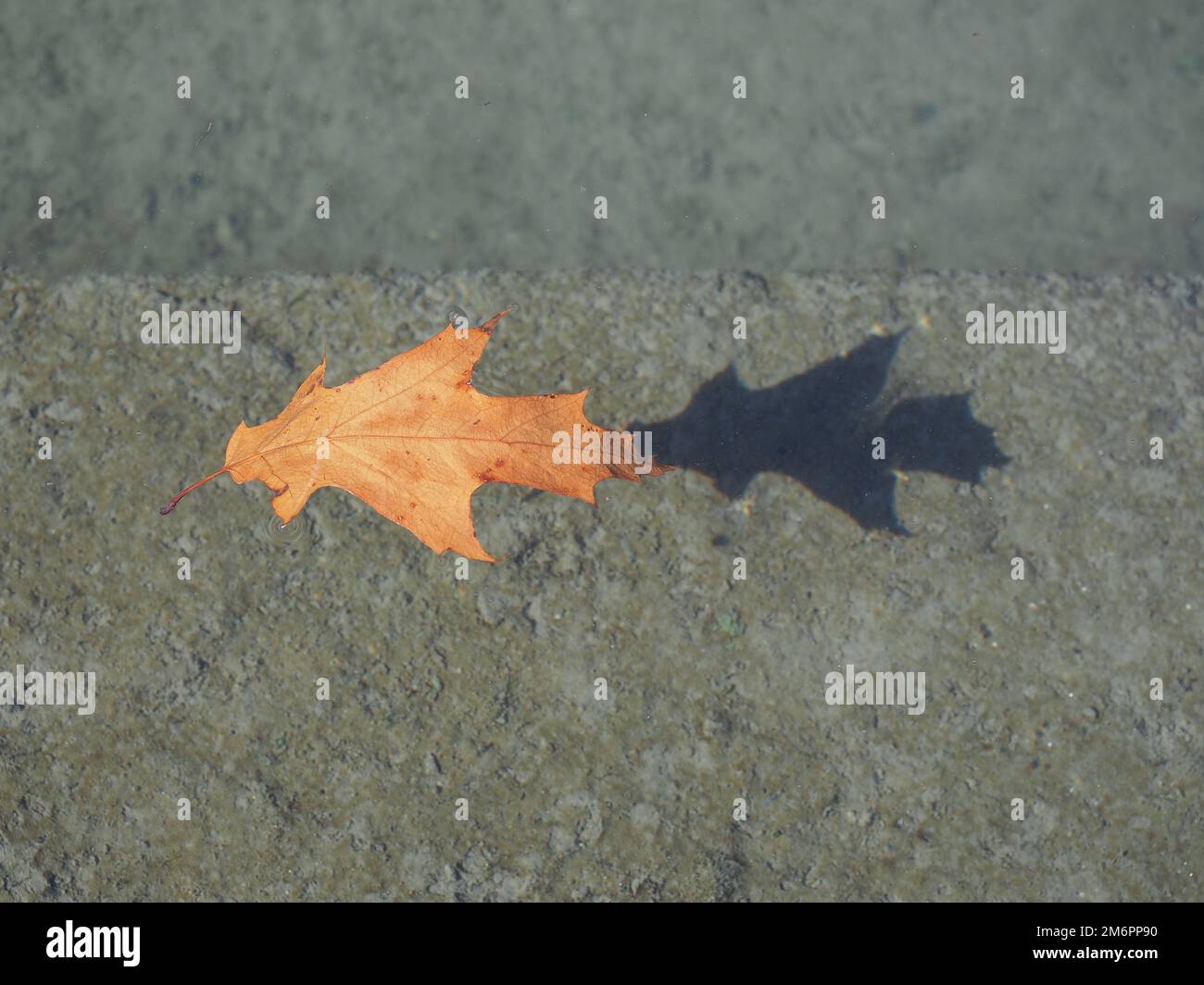 foglia autunnale che galleggia sull'acqua sopra il molo di cemento Foto Stock
