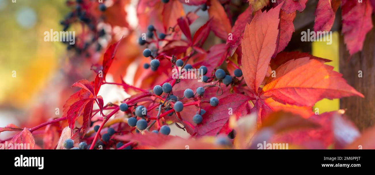 Primo piano del banner delle foglie di uva selvatica autunnale Foto Stock